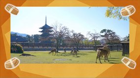 my deer friend nokotan kofukuji temple
