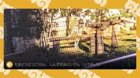 kemono friends serval cat house animal enclosure